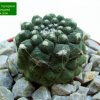 Copiapoa _hypogaea _ssp.hypogaea _04